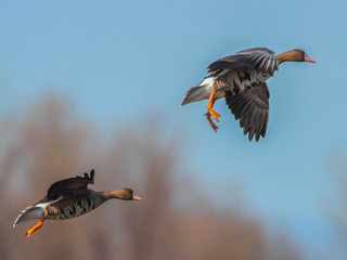 Anser albifrons, Greater White-fronted Goose