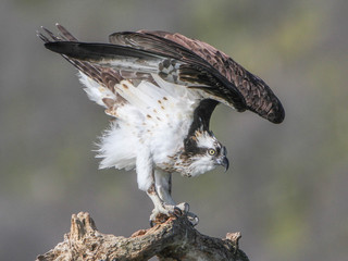 Pandion haliaetus, Osprey