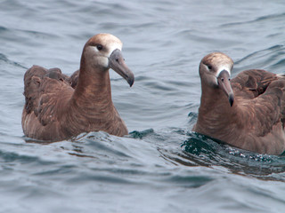 Phoebastria nigripes, Black-footed Albatross