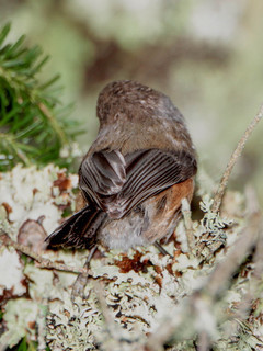 Poecile hudsonicus, Boreal Chickadee