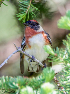 Setophaga castanea, Bay-breasted Warbler