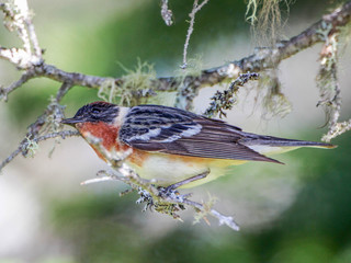 Setophaga castanea, Bay-breasted Warbler