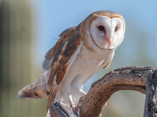 Tyto alba, Barn Owl