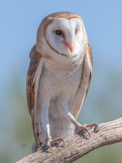 Tyto alba, Barn Owl