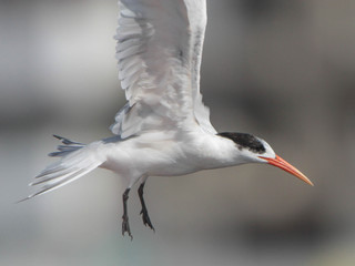 Sterna elegans, Elegant Tern