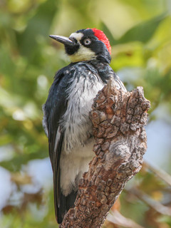 Melanerpes formicivorus, Acorn Woodpecker