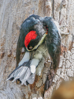 Melanerpes formicivorus, Acorn Woodpecker