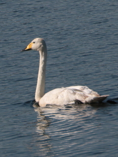 Cygnus cygnus, Whooper Swan