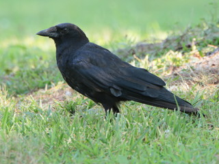 Corvus ossifragus, Fish Crow