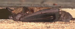 Myotis lucifugus, Little Brown Bat