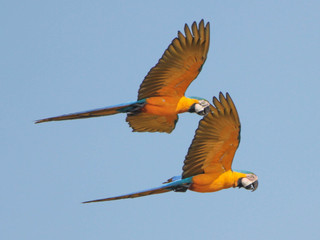 Ara ararauna, Blue-and-yellow Macaw