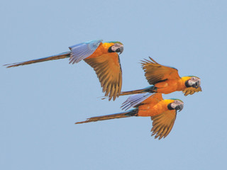 Ara ararauna, Blue-and-yellow Macaw