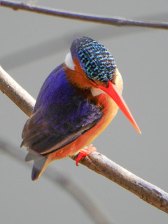 Alcedo cristata, Malachite Kingfisher