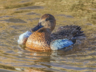 Anas discors, Blue-winged Teal