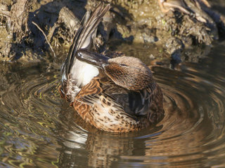 Anas discors, Blue-winged Teal
