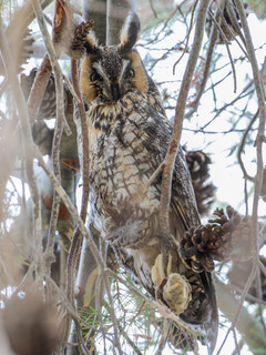 Asio otus, Long-eared Owl