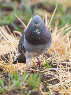 Columba livia, Rock Pigeon