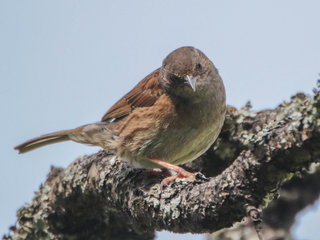 Prunella modularis, Hedge Sparrow, Dunnock