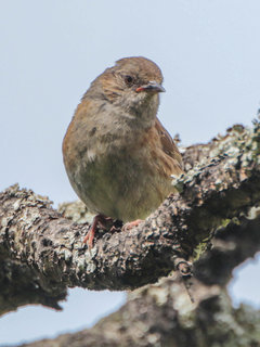 Prunella modularis, Hedge Sparrow, Dunnock