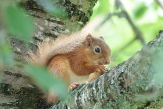 Tamiasciurus hudsonicus, Red squirrel