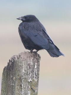 Corvus corone, Carrion Crow