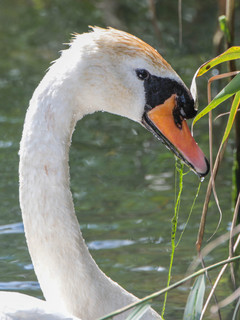 Cygnus olor, Mute Swan
