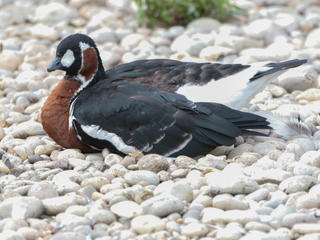 Branta ruficollis, Red-breasted Goose