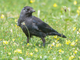 Corvus monedula, Western Jackdaw