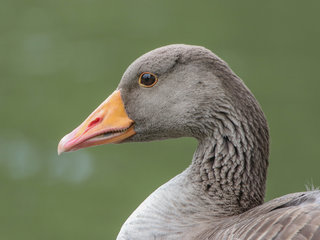 Anser anser, Greylag Goose