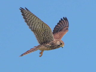 Falco tinnunculus, Eurasian Kestrel