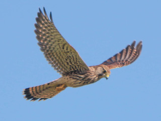 Falco tinnunculus, Eurasian Kestrel