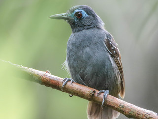 Myrmeciza exsul, Chestnut-backed Antbird