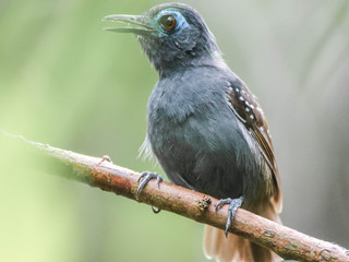 Myrmeciza exsul, Chestnut-backed Antbird