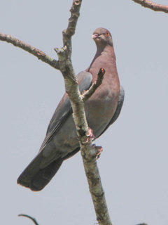 Patagioenas flavirostris, Red-billed Pigeon