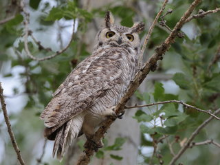 Bubo virginianus, Great Horned Owl
