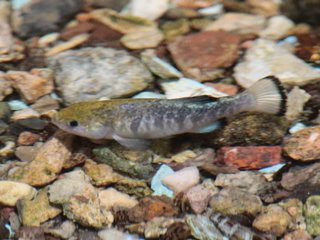 Cyprinodon nevadensis Shoshone, Amargosa Pupfish