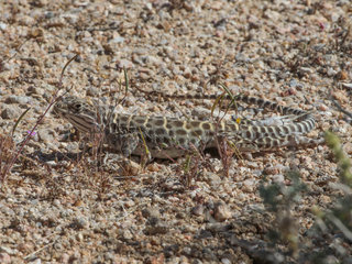 Gambelia wislizenii, Long-nosed Leopard Lizard