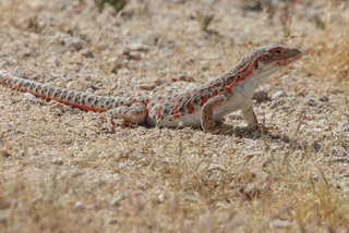 Gambelia wislizenii, Long-nosed Leopard Lizard