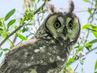 Asio otus, Long-eared Owl