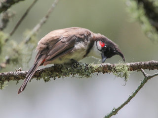 Pycnonotus jocosus, Red-whiskered Bulbul