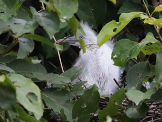 Ardea intermedia, Intermediate Egret