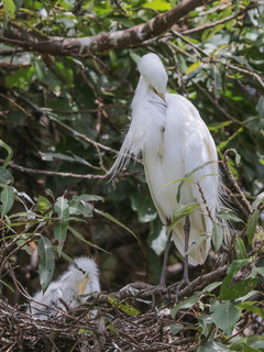 Ardea intermedia, Intermediate Egret