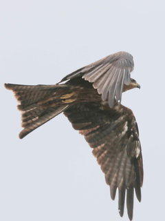 Milvus migrans, Black Kite