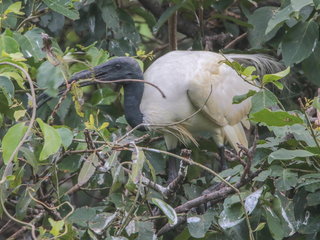 Threskiornis melanocephalus, Black-headed Ibis
