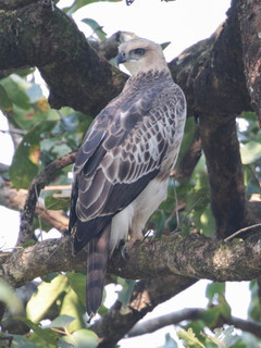 Nisaetus cirrhatus, Crested Hawk-Eagle
