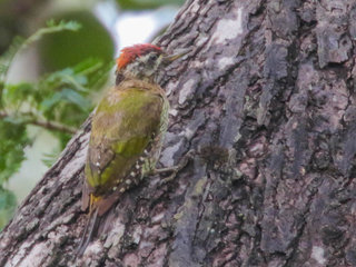 Picus xanthopygaeus, Streak-throated Woodpecker