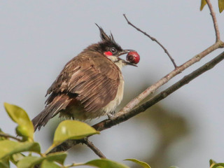 Pycnonotus jocosus, Red-whiskered Bulbu