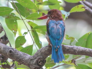 Halcyon smyrnensis, White-throated Kingfisher