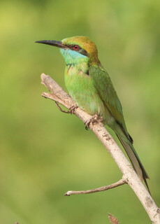 Merops orientalis, Green Bee-eater