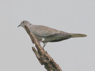 Streptopelia decaocto, Eurasian Collared-Dove